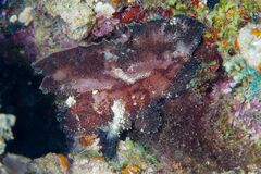 Taenianotus triacanthus