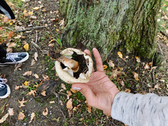 Agaricus bitorquis