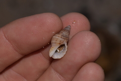 Agnewia tritoniformis