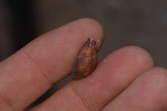 Phasianotrochus eximius