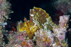 Taenianotus triacanthus