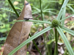 Trilophidia annulata