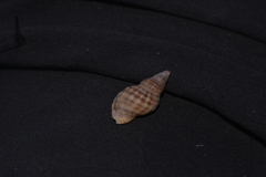 Agnewia tritoniformis