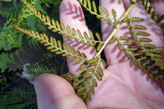 Calochlaena dubia