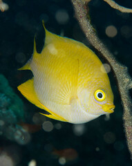 Amblyglyphidodon aureus