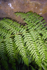 Calochlaena dubia