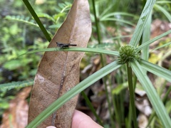 Trilophidia annulata