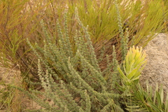 Cliffortia stricta