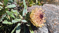 Protea magnifica