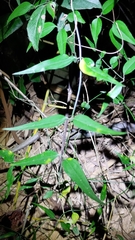 Jasminum nervosum