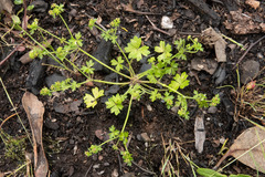 Hydrocotyle foveolata