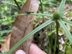 Trilophidia annulata