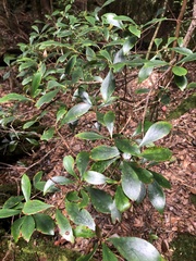 Ternstroemia gymnanthera