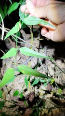 Jasminum nervosum