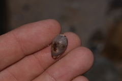 Purpuradusta gracilis