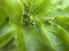 Sidymella trapezia