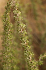 Cliffortia stricta