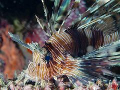 Pterois volitans