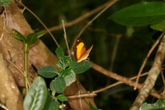 Cupha prosope