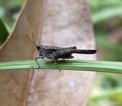 Trilophidia annulata