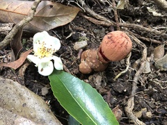 Balanophora yakushimensis