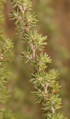 Cliffortia stricta