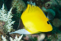 Forcipiger flavissimus