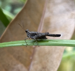 Trilophidia annulata