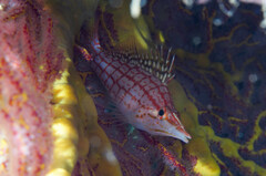Oxycirrhites typus