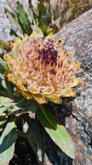 Protea magnifica