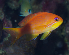 Pseudanthias squamipinnis