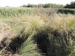 Muhlenbergia rigens