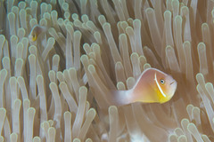Amphiprion perideraion