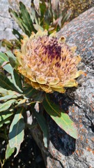 Protea magnifica