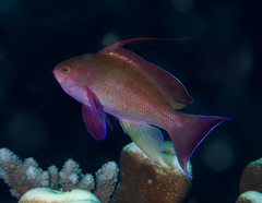 Pseudanthias squamipinnis