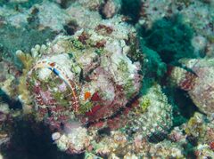 Scorpaenopsis