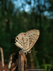 Leptotes plinius plinius