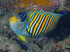 Pygoplites diacanthus