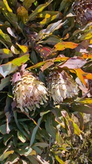 Protea magnifica
