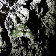 Esakiopteryx volitans