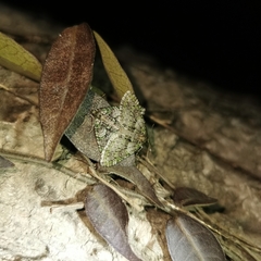 Esakiopteryx volitans