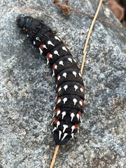 Bunaea alcinoe