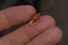 Pardalinops testudinaria