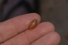 Pardalinops testudinaria