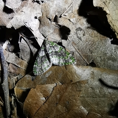 Esakiopteryx volitans
