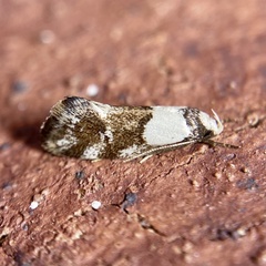 Coesyra hemiphragma