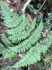 Dryopteris paleolata