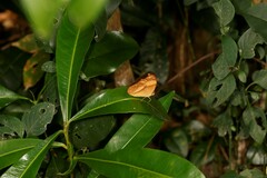 Cupha prosope