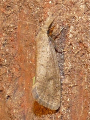 Acrolophus mortipennella