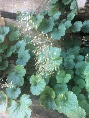 Heuchera parviflora saurensis